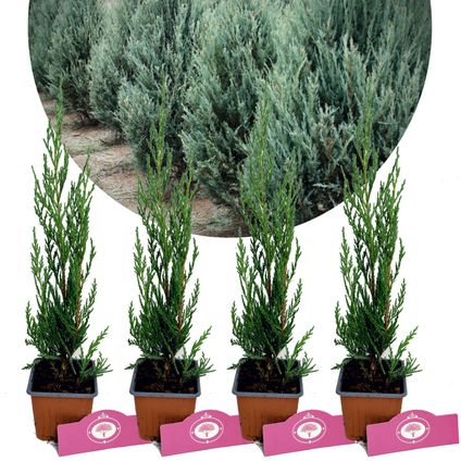 Schramas.com Juniperus scopulorum Moonglow + Pot 9cm 4 stuks