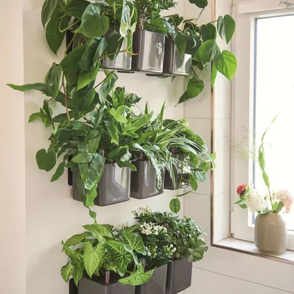 LECHUZA Plantenbakken 3 st Green Wall Home Kit glanzend antraciet 6