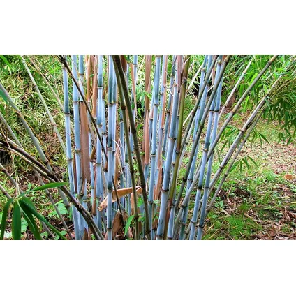 Fargesia Grex - Set van 6 blauwe bamboe - winterhard - Pot 13cm - Hoogte 30-40cm 4
