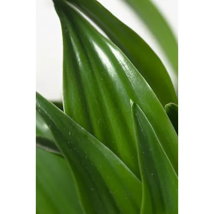 Dracaena deremensis 'Compacta' - Kamerplant - ⌀ 17 cm - Hoogte 60 tot 70cm 3