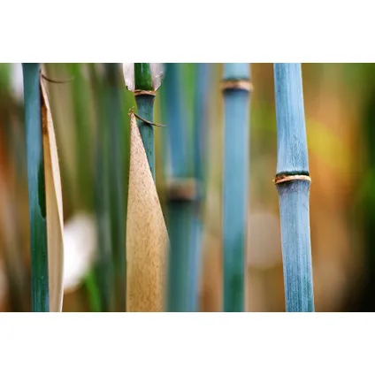 Fargesia papyrifera Grex - Set van 3 Blauwe Bamboe - Pot 13cm - Hoogte 30-40cm 2