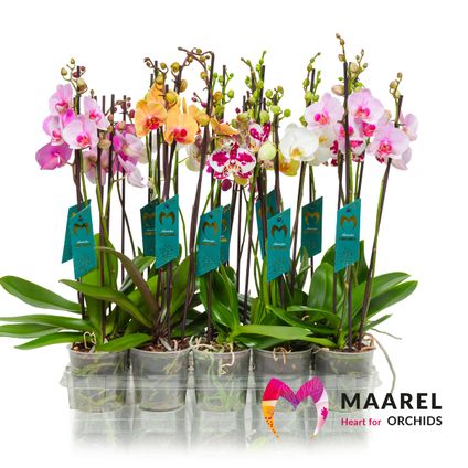 Phalaenopsis (Orchidee) mix 3-tak +18cm