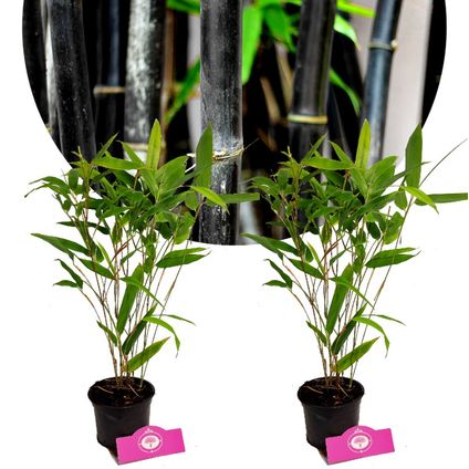 Schramas.com Phyllostachys nigra Zwarte Bamboe+ Pot 12cm 2 stuks