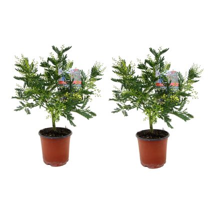 Mimosa acacia dealbata - Set van 2 - Mimosa struik - Pot 15cm - Hoogte 40-50cm