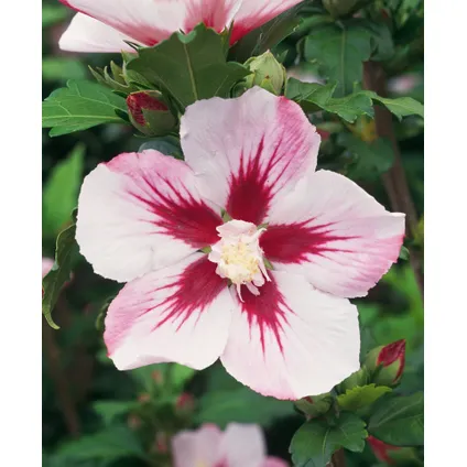 Hibiscus Syriacus - 'Hamabo' - Set van 2 - Pot 17cm - Hoogte 25-40cm 3