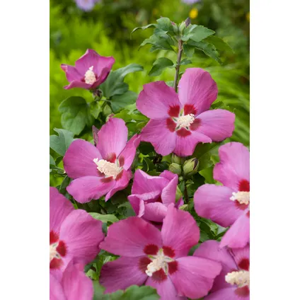 Hibiscus Syriacus - 'Woodbridge' - Set van 2 - Pot 17cm - Hoogte 25-40cm 2
