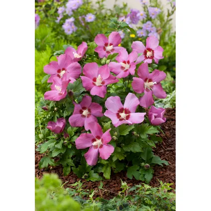 Hibiscus Syriacus - 'Woodbridge' - Set van 2 - Pot 17cm - Hoogte 25-40cm 5