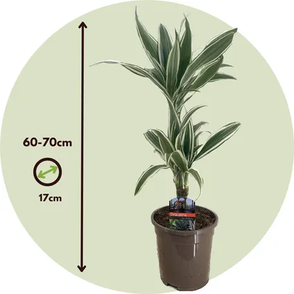 Dracaena Deremensis - Bande blanche - Pot 17cm - Hauteur 60-70cm 2