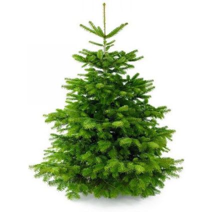 Nordmann Kerstboom 210-240 cm - Zonder Kluit + Garantie certificaat + Gratis voeding
