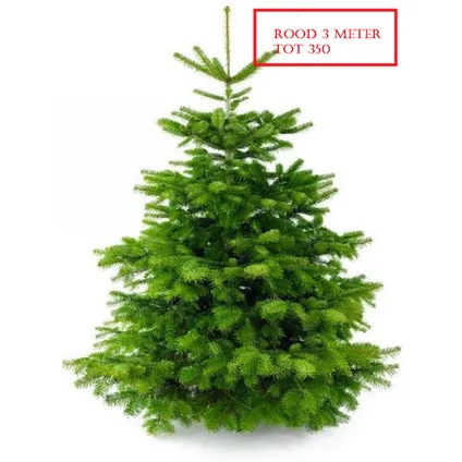 Nordmann Kerstboom 300-350 cm - Zonder Kluit + Garantie certificaat + Gratis voeding 4
