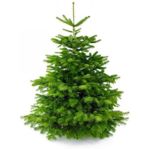 Nordmann Kerstboom 180-210 cm - Zonder Kluit + Garantie certificaat + Gratis voeding