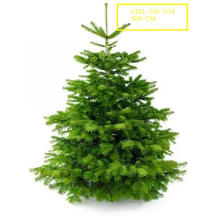 Nordmann Kerstboom 270-300 cm - Zonder Kluit + Garantie certificaat + Gratis voeding 4