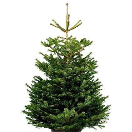 Nordmann Kerstboom 210-240 cm - Zonder Kluit + Garantie certificaat + Gratis voeding