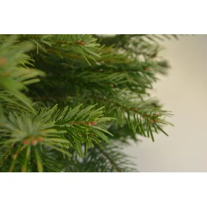 Nordmann Kerstboom 210-240 cm - Zonder Kluit + Garantie certificaat + Gratis voeding 3