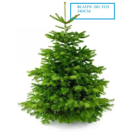 Nordmann Kerstboom 210-240 cm - Zonder Kluit + Garantie certificaat + Gratis voeding 5