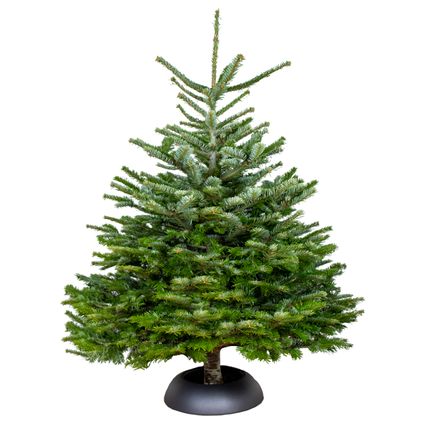 Echte Nordmann Kerstboom - Gezaagd Zonder Kluit - ↕125-150 cm