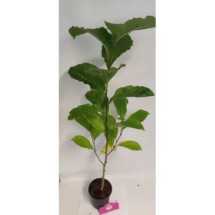 Schramas.com Magnolia kobus + Pot 14cm 2