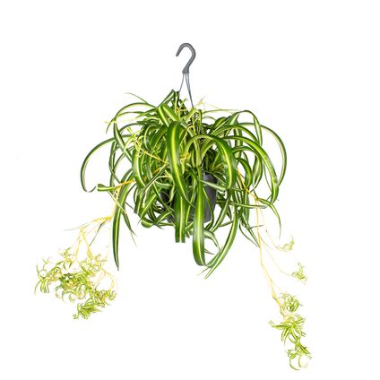 Chlorophytum 'Green Bonnie' - Huisdiervriendelijk - Graslelie in hangpot - ⌀17 - ↕35 cm