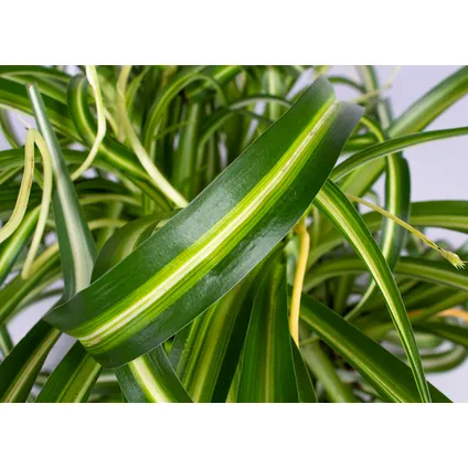 Chlorophytum 'Green Bonnie' - Huisdiervriendelijk - Graslelie in hangpot - ⌀17 - ↕35 cm 2