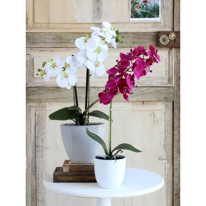 Plante artificielle Mica Decorations Phalaenopsis - 16x16x60 cm - Pourpre 2