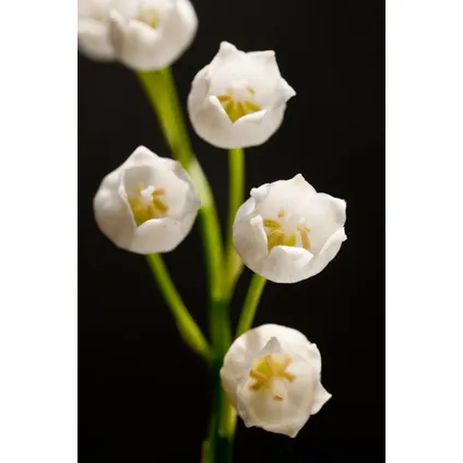 Convallaria Majalis 'Muguet' - rhizome / bulbe à fleur - Lot de 20 3