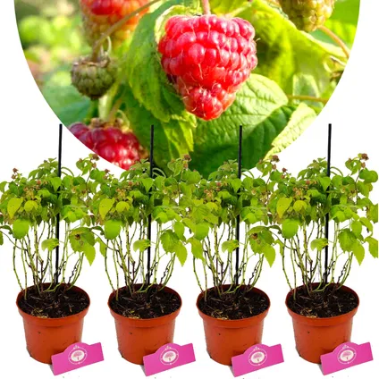 Schramas.com Rubus idaeus BonBonBerry® Yummy + Pot 14cm 4 stuks