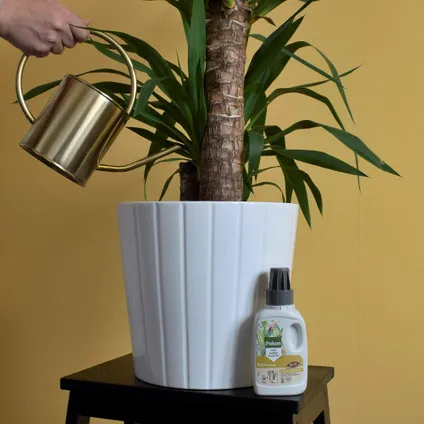 Pokon Bio Palm Voeding 250ml 5