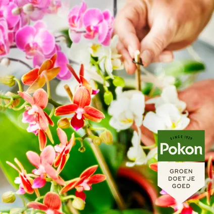 Pokon Bio Orchidée Nutrition 250ml 5