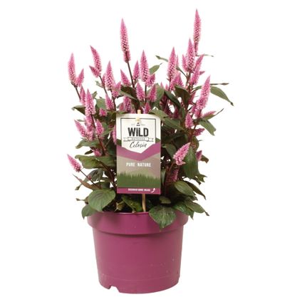 Célosie à panache (Celosia) 'Wild Pink' ⌀19cm - ↕45cm