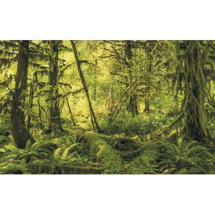 Sanders & Sanders papier peint panoramique forêt vert - 400 x 250 cm - 612484