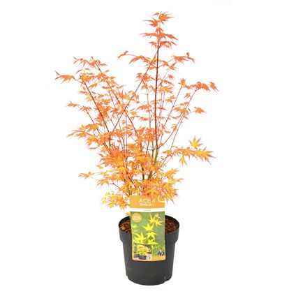 Acer palmatum 'Katsura' - Erable japonais - Pot 19cm - Hauteur 60-70cm