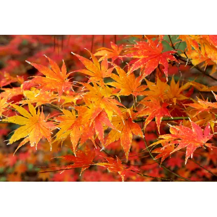 Acer palmatum 'Katsura' - Erable japonais - Pot 19cm - Hauteur 60-70cm 2