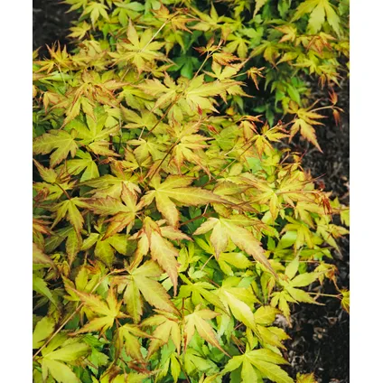 Acer palmatum 'Katsura' - Japanse Esdoorn - Pot 19cm - Hoogte 60-70cm 3