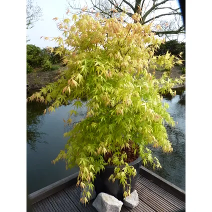 Acer palmatum 'Katsura' - Japanse Esdoorn - Pot 19cm - Hoogte 60-70cm 4