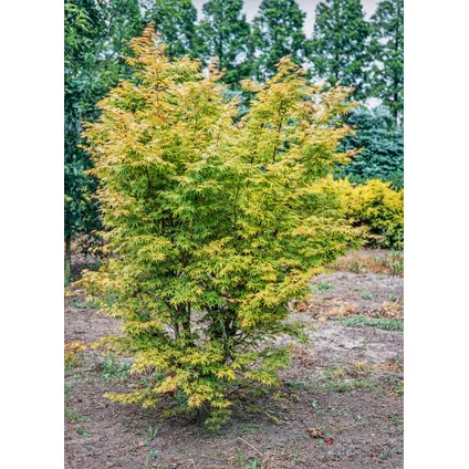 Acer palmatum 'Katsura' - Japanse Esdoorn - Pot 19cm - Hoogte 60-70cm 5