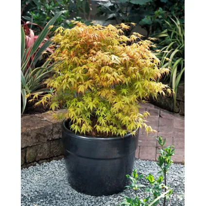 Acer palmatum 'Katsura' - Japanse Esdoorn - Pot 19cm - Hoogte 60-70cm 6