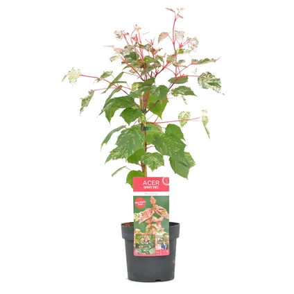 Acer conspicuum 'Red Flamingo' - Erable japonais - Pot 19cm - Hauteur 50-60cm