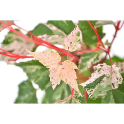Acer conspicuum 'Red Flamingo' - Bontbladige esdoorn - Pot 19cm - Hoogte 50-60cm 2