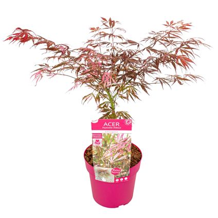 Acer palmatum 'Extravaganza' - Japanse Esdoorn - Pot 19cm - Hoogte 50-60cm