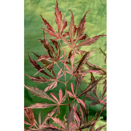 Acer palmatum 'Extravaganza' - Japanse Esdoorn - Pot 19cm - Hoogte 50-60cm 2