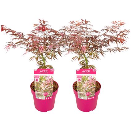Acer palmatum 'Extravaganza' - Esdoorn - Set van 2 - Pot 19cm - Hoogte 50-60cm