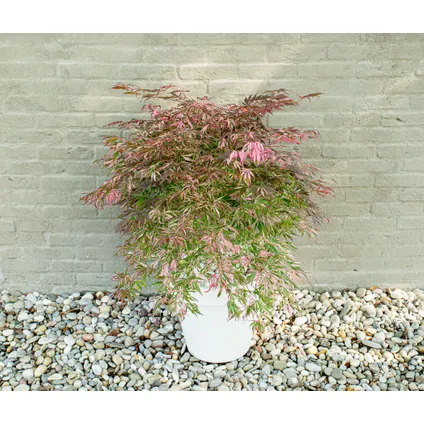 Acer palmatum 'Extravaganza' - Esdoorn - Set van 2 - Pot 19cm - Hoogte 50-60cm 5