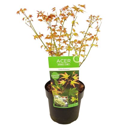 Acer palmatum 'Little Princess' - Japanse Esdoorn - Pot 19cm - Hoogte 45-55cm
