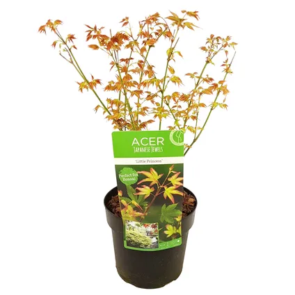 Acer palmatum 'Little Princess' - Japanse Esdoorn - Pot 19cm - Hoogte 45-55cm