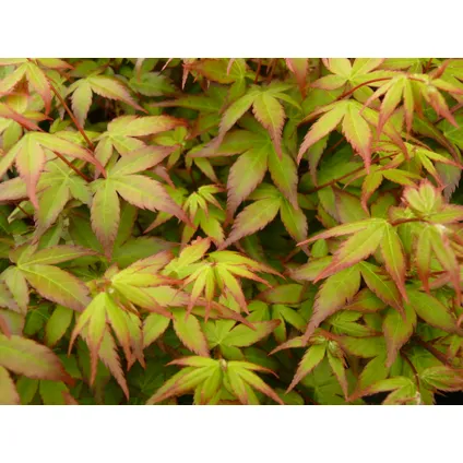 Acer palmatum 'Little Princess' - Japanse Esdoorn - Pot 19cm - Hoogte 45-55cm 2