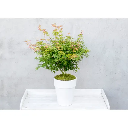 Acer palmatum 'Little Princess' - Japanse Esdoorn - Pot 19cm - Hoogte 45-55cm 4