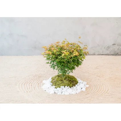 Acer palmatum 'Little Princess' - Japanse Esdoorn - Pot 19cm - Hoogte 45-55cm 5
