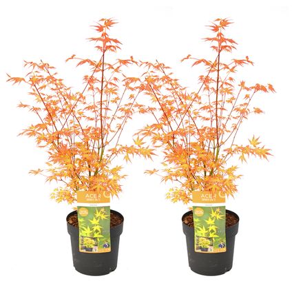 Acer palmatum 'Katsura' - Set van 2 - Japanse Esdoorn - Pot 19cm -Hoogte 60-70cm