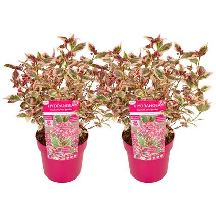 Hydrangea 'Euphorbia Roze' - Set van 2 - Hortensia - ⌀19cm - Hoogte 40-50 cm