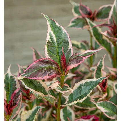 Hydrangea 'Euphorbia Roze' - Set van 2 - Hortensia - ⌀19cm - Hoogte 40-50 cm 3